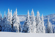 snowy mountain forest