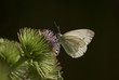 motyl motyl