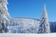 snowy mountain forest