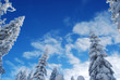 snowy pine forest