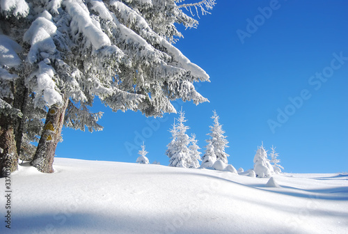 Photo: snowy mountain forest snowy mountain forest