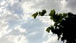 Cloud & Grapes Tree