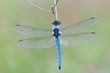 Orthetrum cancellatum