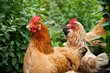 Poultry in the poultry yard Poultry in the poultry yard