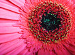 Chrysanthemum