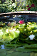 Garden lake