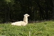 Alpaca