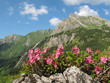 Alpenrosen
