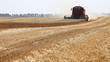 Wheat harvest