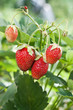 Fresh strawberries with ladybug
