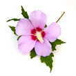 Rose of Sharon Rose of Sharon