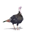 turkey