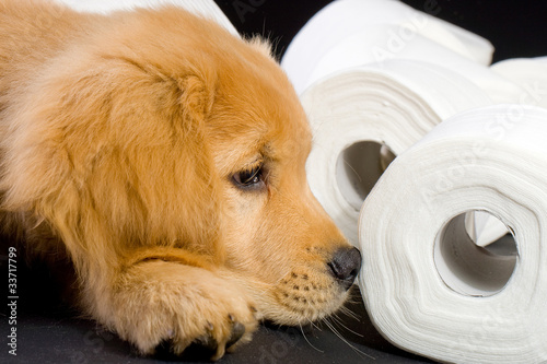 Photo: toilet paper puppy toilet paper puppy