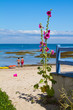 La rose et la mer C La rose et la mer C