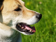 Hund in der Wiese, seitlich 6