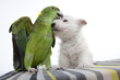 câlin entre un chien westie et un perroquet