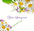 Daisy flowers in white background