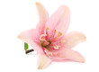 pink lily