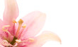 pink lily