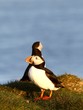 Foto: puffins puffins