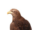 Photo: Eagle isolated Eagle isolated