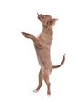 Photo en ligne au meilleur prix Chihuahua puppy standing on hind legs making funny face