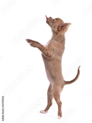 Photo: Chihuahua puppy standing on hind legs making funny face Chihuahua puppy standing on hind legs making funny face