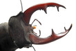 Photo: stag beetle stag beetle