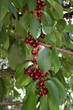 Grappes de cerises