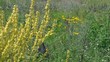 Flowers meadow