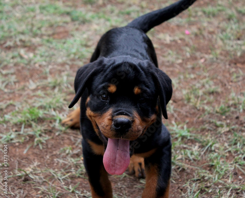 Photo: piccolo rotweiler piccolo rotweiler
