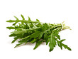 Rucola