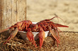 Fresh crayfish