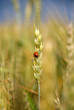 Ladybug on the ear