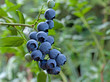 Kulturheidelbeeren - Vaccinium