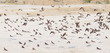 Swallows, flock of birds (Sand Martin ) Swallows, flock of birds (Sand Martin )