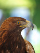Foto: Steinadler 1 Steinadler 1