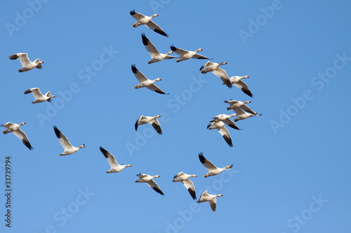 Photo: Snow Geese flying in Lancaster County,Pennsylvania,USA. Snow Geese flying in Lancaster County,Pennsylvania,USA.