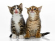 Kittens on a white background Kittens on a white background