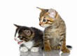 Kittens on a white background Kittens on a white background