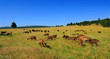 chevres chevres