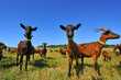 chevres chevres