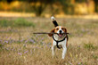 Cane beagle felice