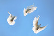 Group white doves in the sky