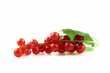 Johannesbeeren isoliert 1