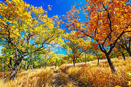 Photo : wonderful trail in the autumn forest wonderful trail in the autumn forest