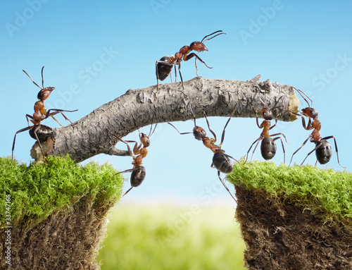 Fototapeta teamwork, team of ants costructing bridge