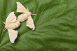 Two silkworm butterflies mating