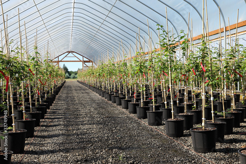 Photo: Greenhouse plant nursery, Oregon Greenhouse plant nursery, Oregon