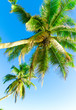 Palms Leaves Sea